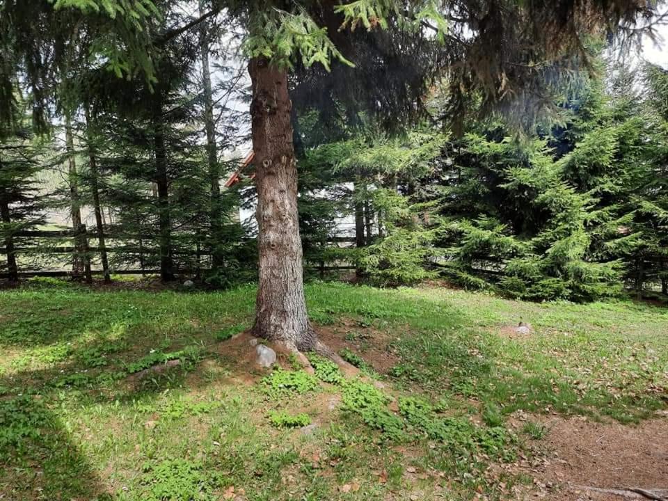 Piricske Pihenohaz Βίλα Ciceu Εξωτερικό φωτογραφία